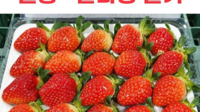 겨울철 최고의 간식! 🍓 설향딸기 2kg 맘껏 즐기기 ✨